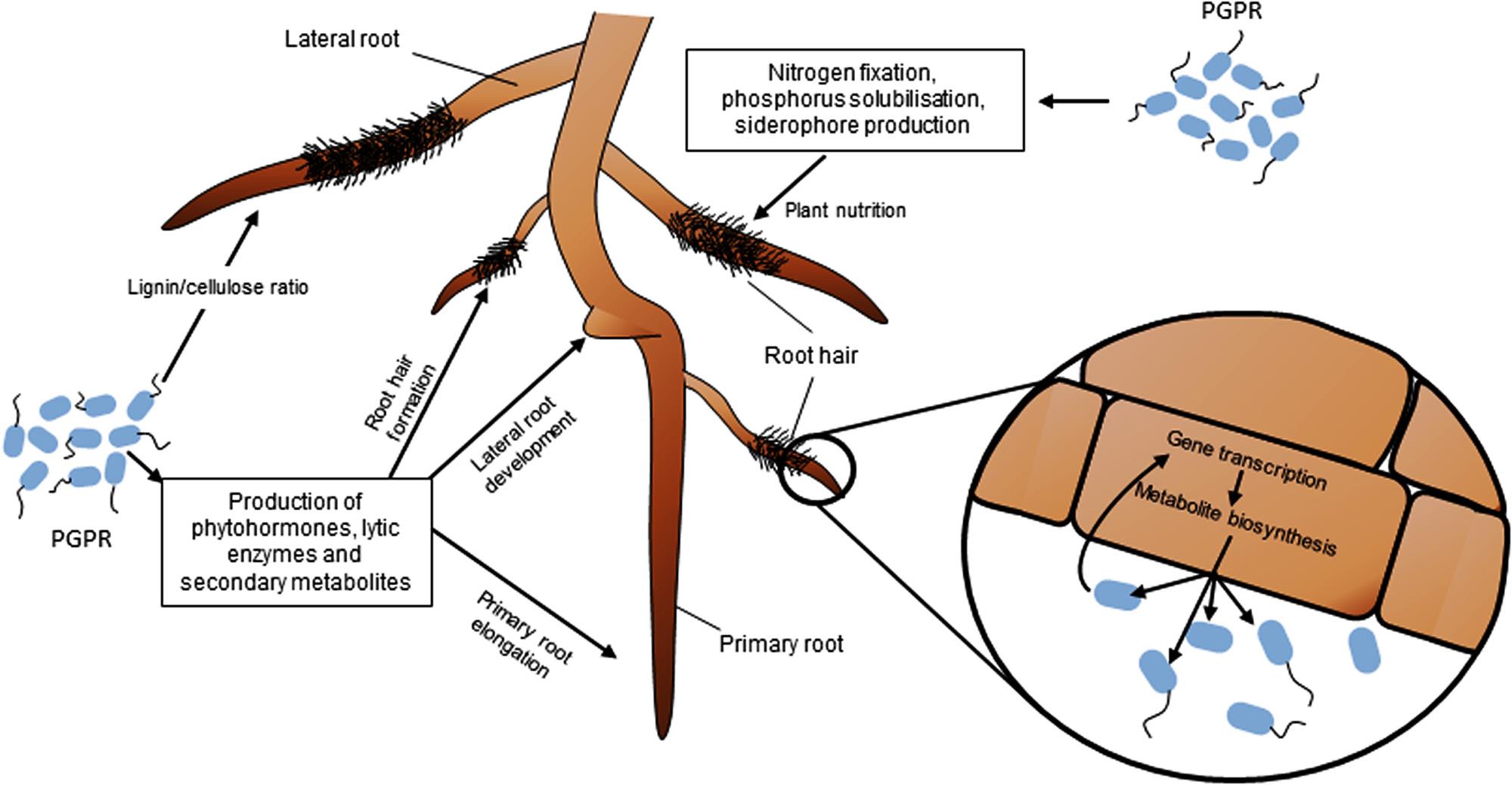 rhizosphere-natural-beneficial-microbes-soil-fish-head-farms